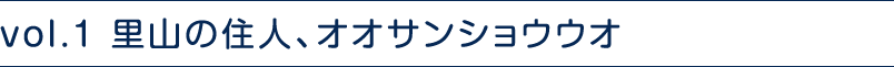 vol.1 里山の住人、オオサンショウウオ