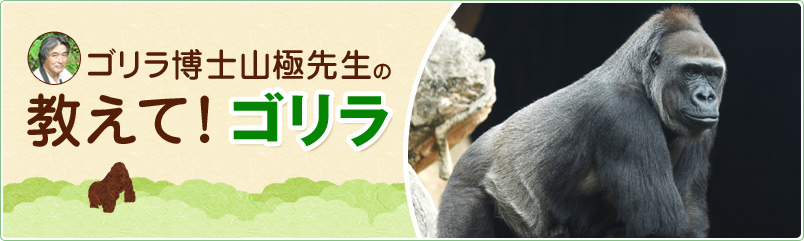 ゴリラ博士 山極教授の「教えて！ ゴリラ」